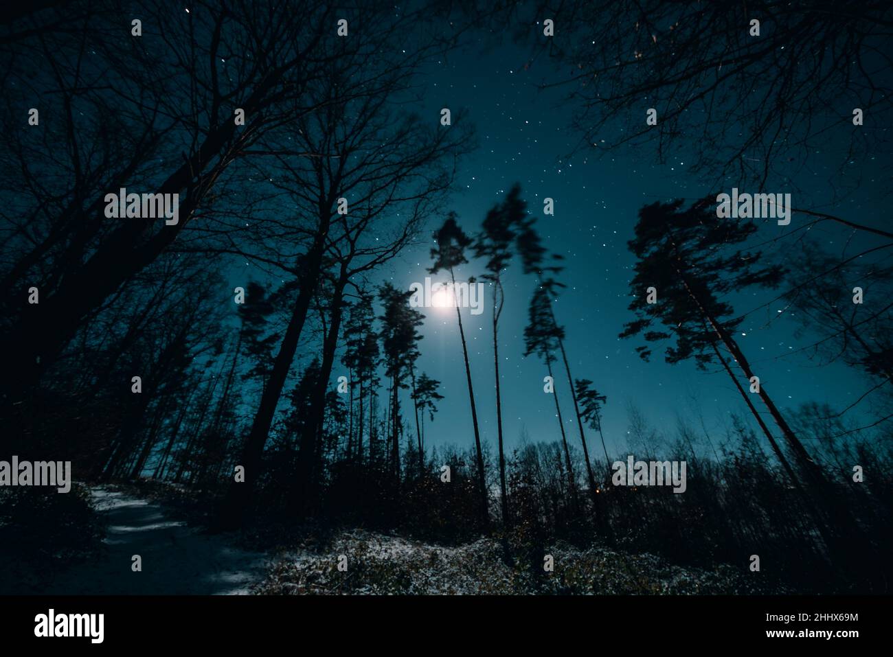 Silhouettes of trees in the forest against the background of the night ...
