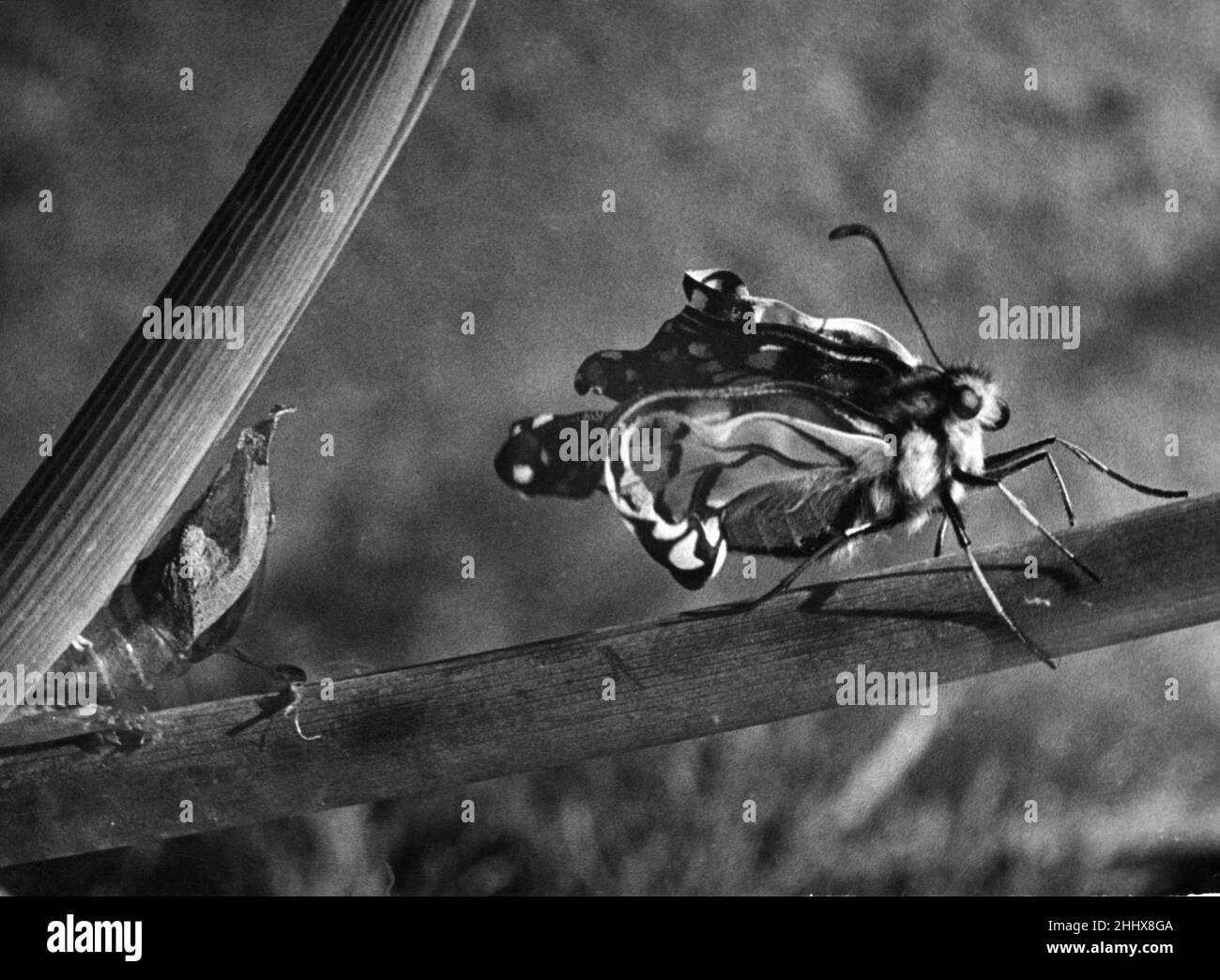 The Birth of a Butterfly. A Swallowtail butterfly seen here pumping its