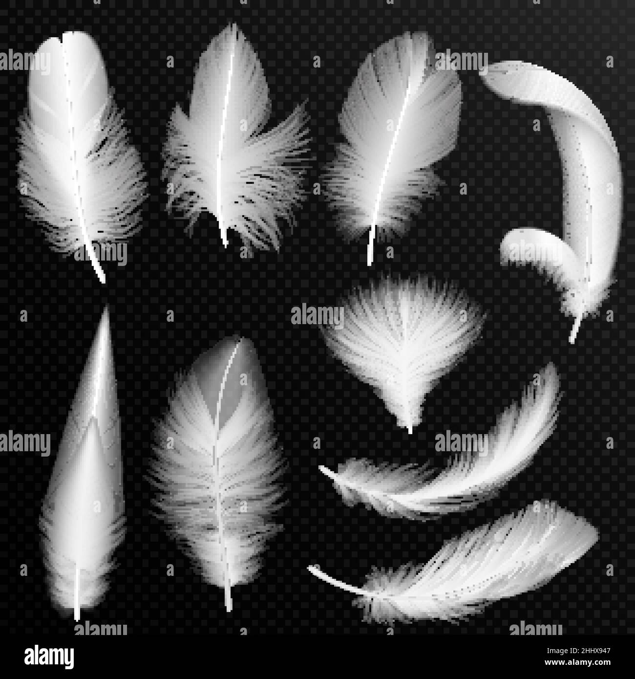 Vector realistic white feathers collection. Set of fluffy feathers