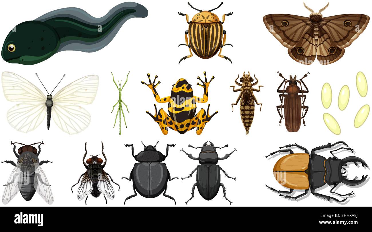 Different insects collection isolated on white background illustration ...