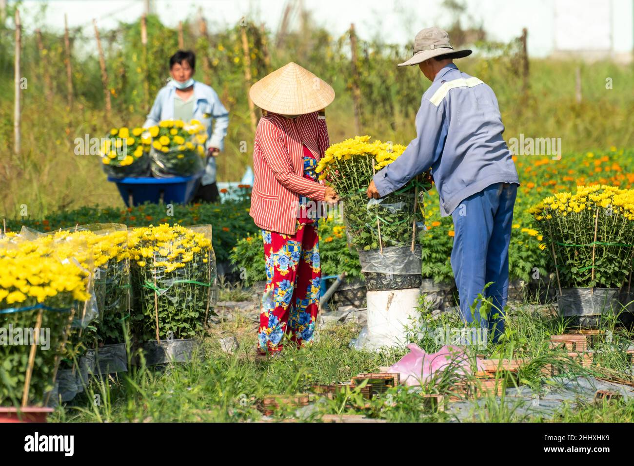 Royalty high quality free stock image. Farmers are taking care of flower baskets to prepare for sale during the Vietnamese Lunar New Year festival Stock Photo