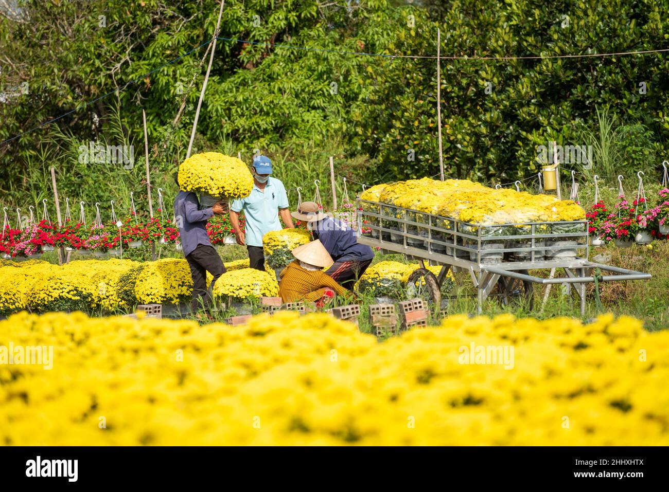 Royalty high quality free stock image. Farmers are taking care of flower baskets to prepare for sale during the Vietnamese Lunar New Year festival Stock Photo