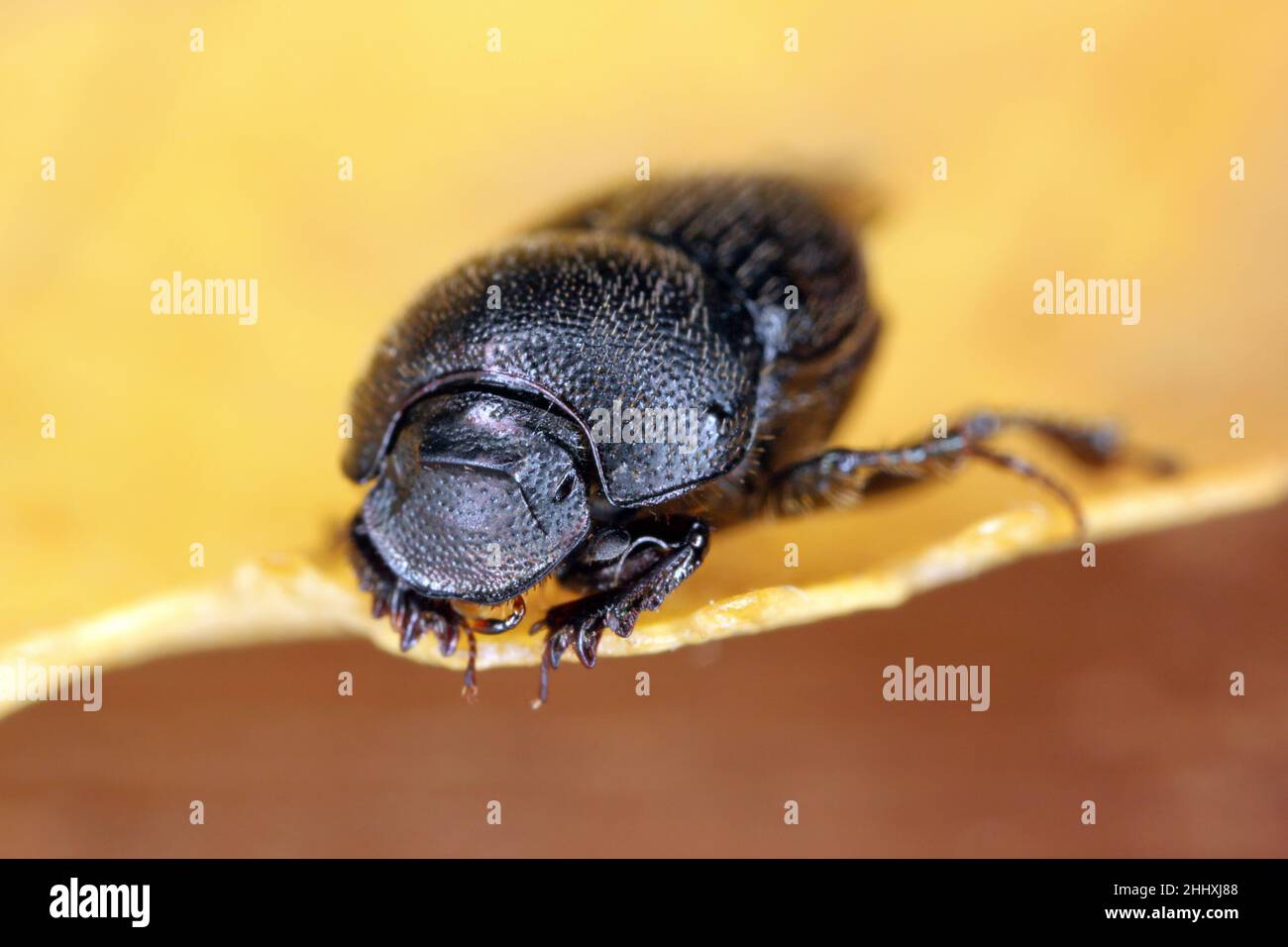 Onthophagus ovatus dung beetle. Small dung beetle in the family Scarabaeidae. These insects feed on animal feces. Stock Photo