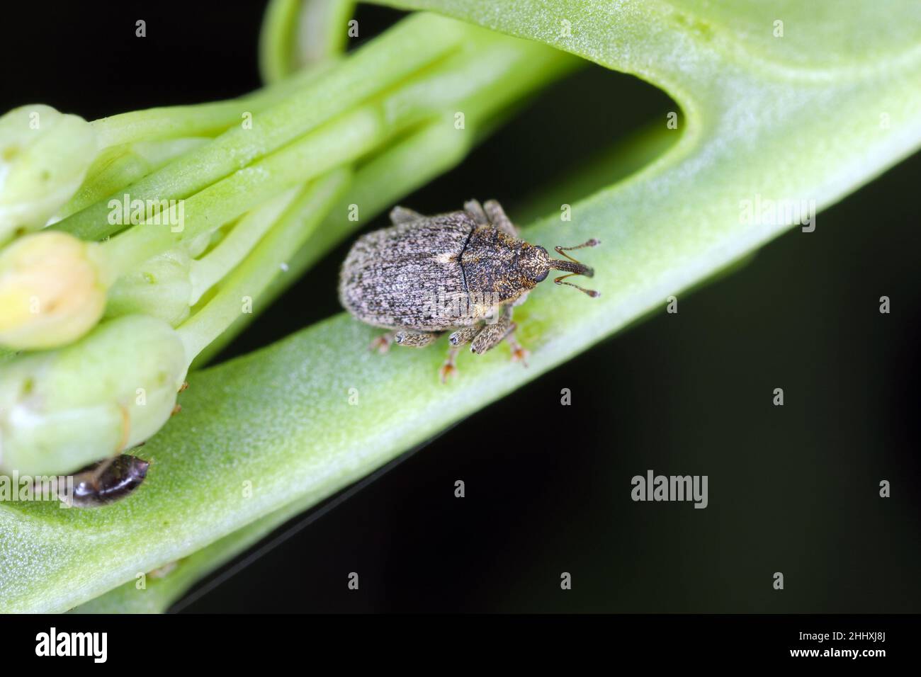 Ceutorhynchus napi and Ceutorhynchus pallidactylus (formerly quadridens