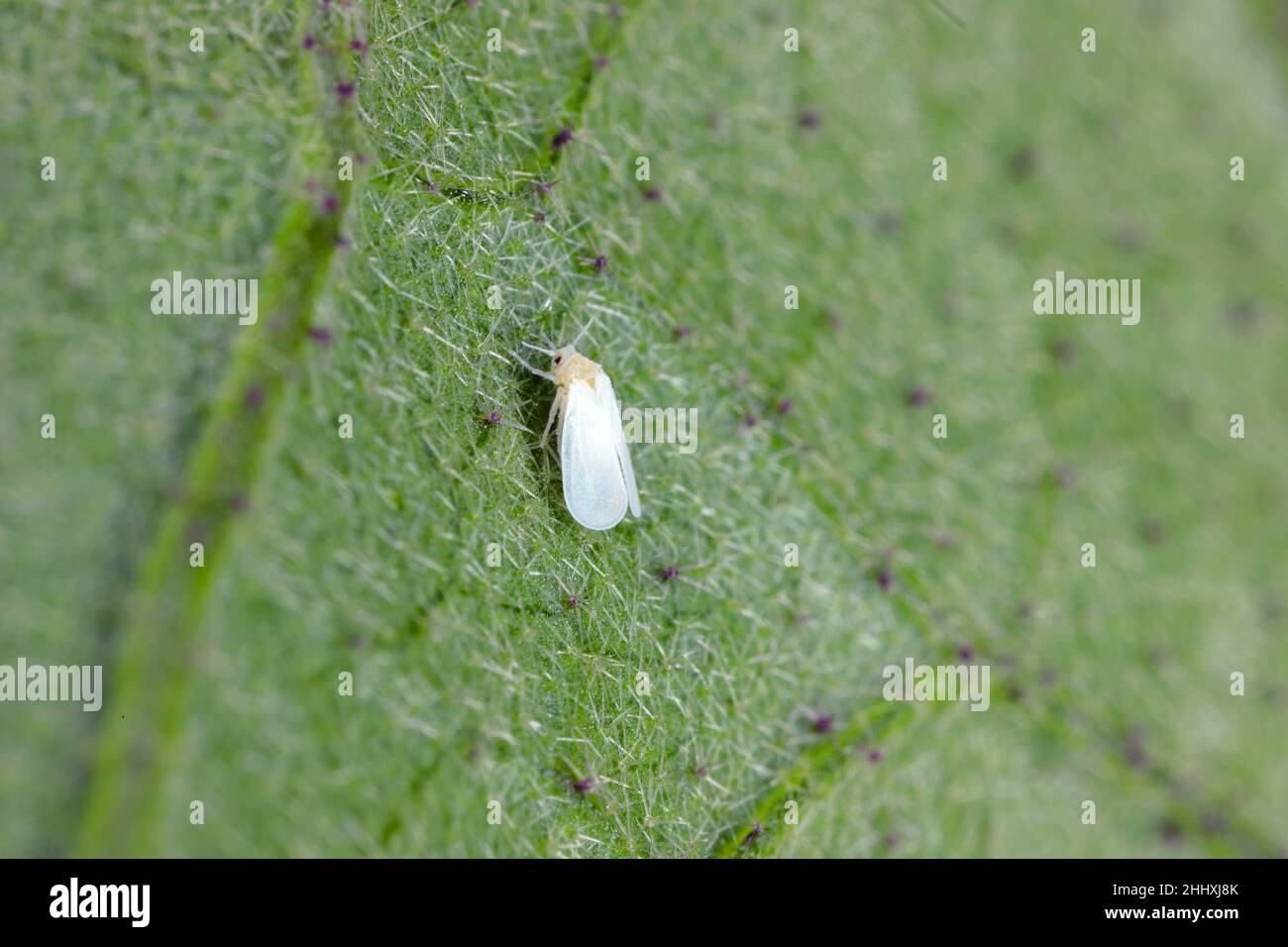 The glasshouse whitefly or greenhouse whitefly - Trialeurodes vaporariorum. It is important pest of many plants. Stock Photo