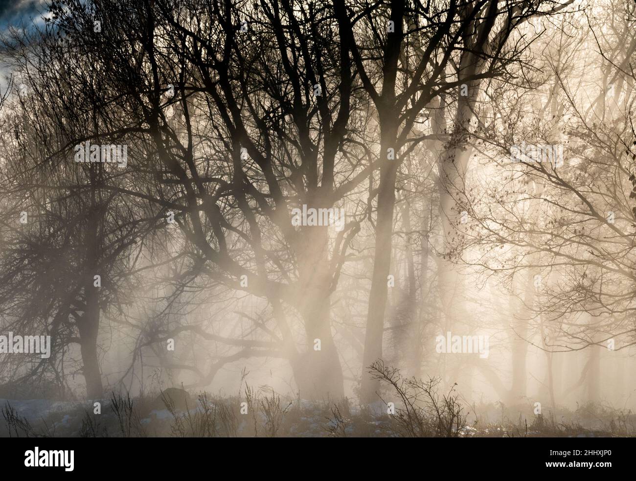 An image of a beautiful tree in the fog Stock Photo - Alamy