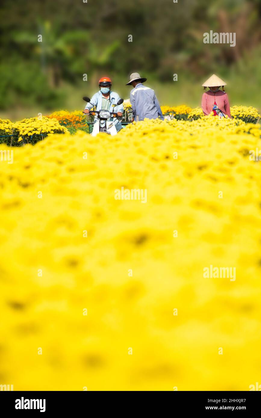 Royalty high quality free stock image. Farmers are taking care of flower baskets to prepare for sale during the Vietnamese Lunar New Year festival Stock Photo