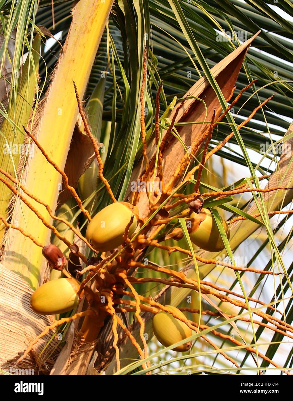 Coconuts/tender coconuts on a coconut tree/palm tree/Kerala Stock Photo