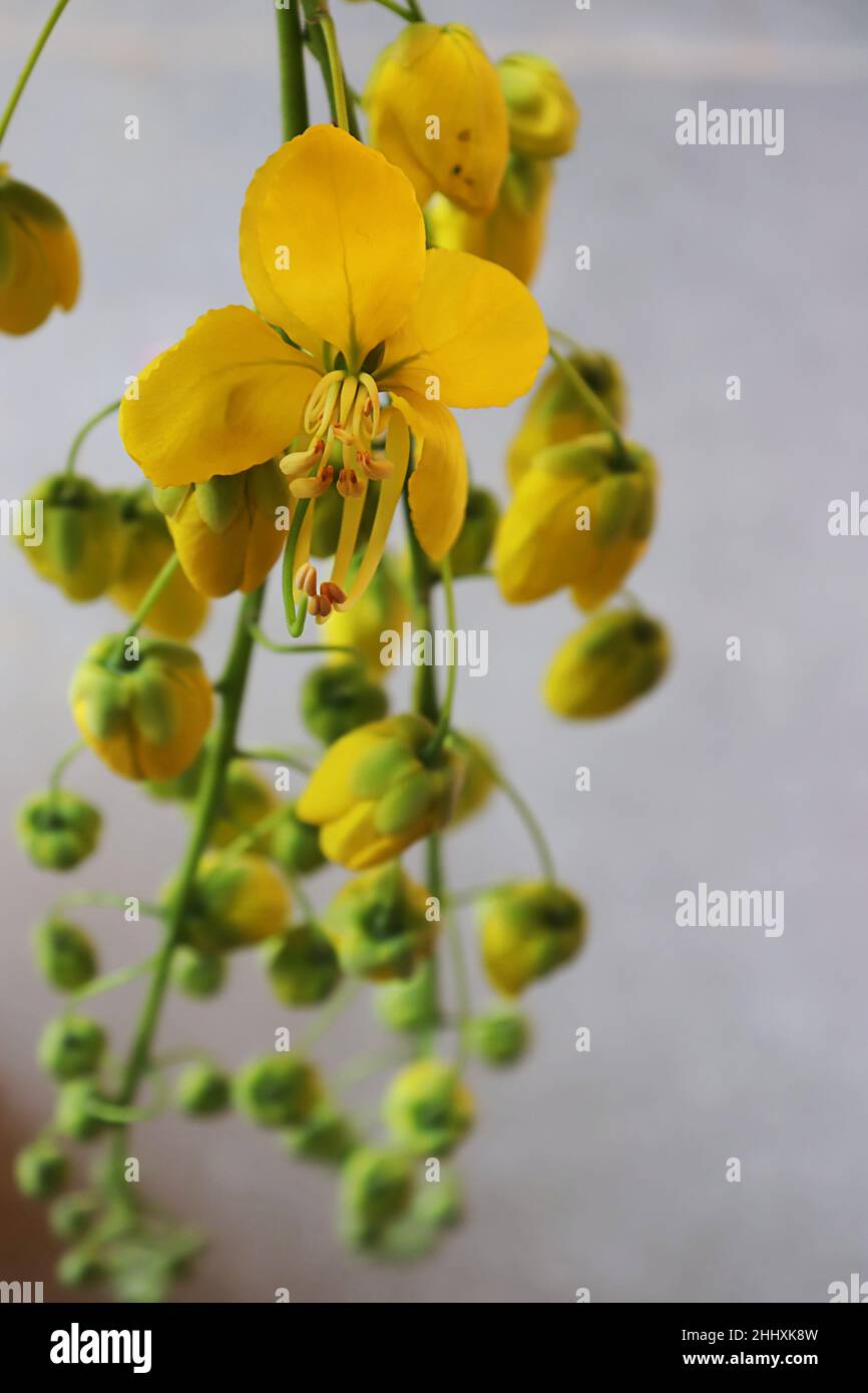 Close-up of Cassia fistula/Golden shower/Amaltas/Indian laburnum flowers/Vishu/Kerala Stock Photo