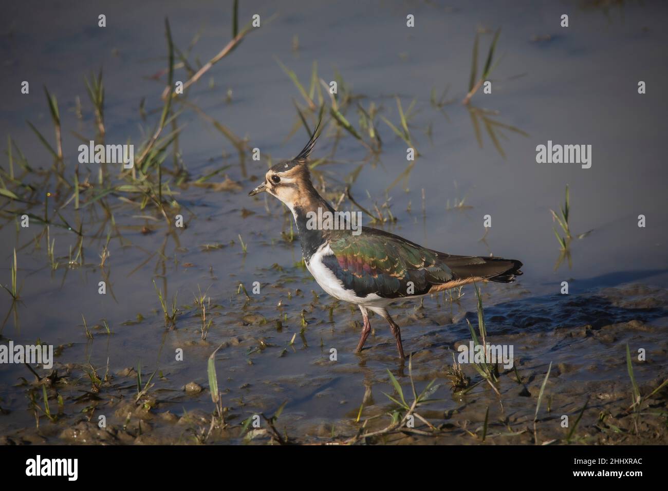 Water birds of india hi-res stock photography and images - Alamy