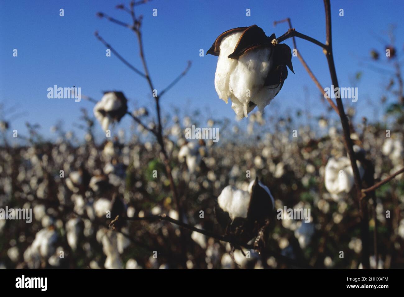 usa louisiana agriculture cotton field Stock Photo Alamy