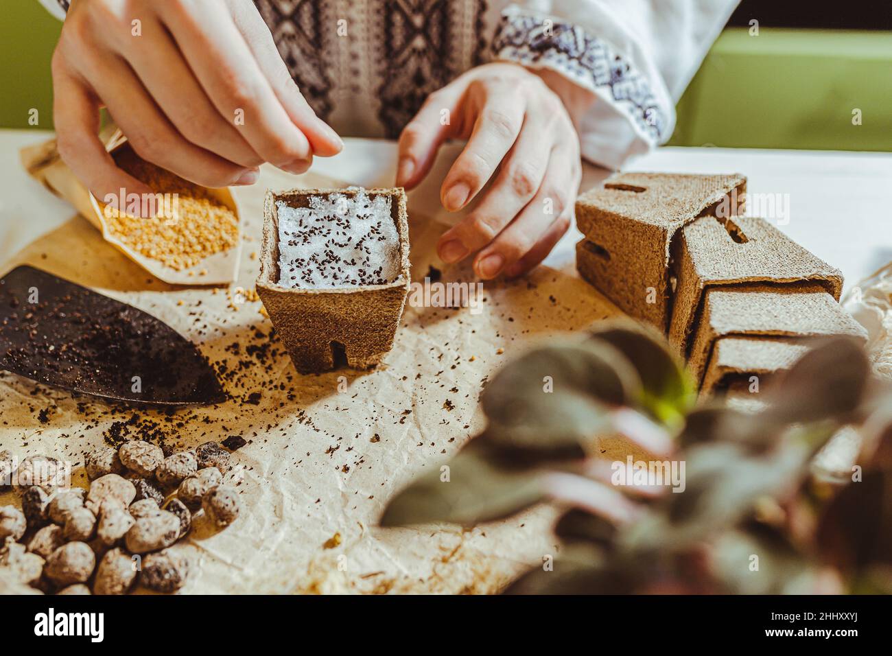 process of seed stratification by planting on layer of snow on top of ground. gardener's hands in ethnic embroidered shirt plant seeds in peat ecologi Stock Photo