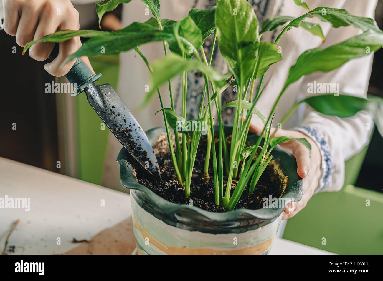 Spring transplant of houseplants into fertilized soil. woman's hands with garden shovel are transplanted into new flower pot tropical plant spathiphyl Stock Photo