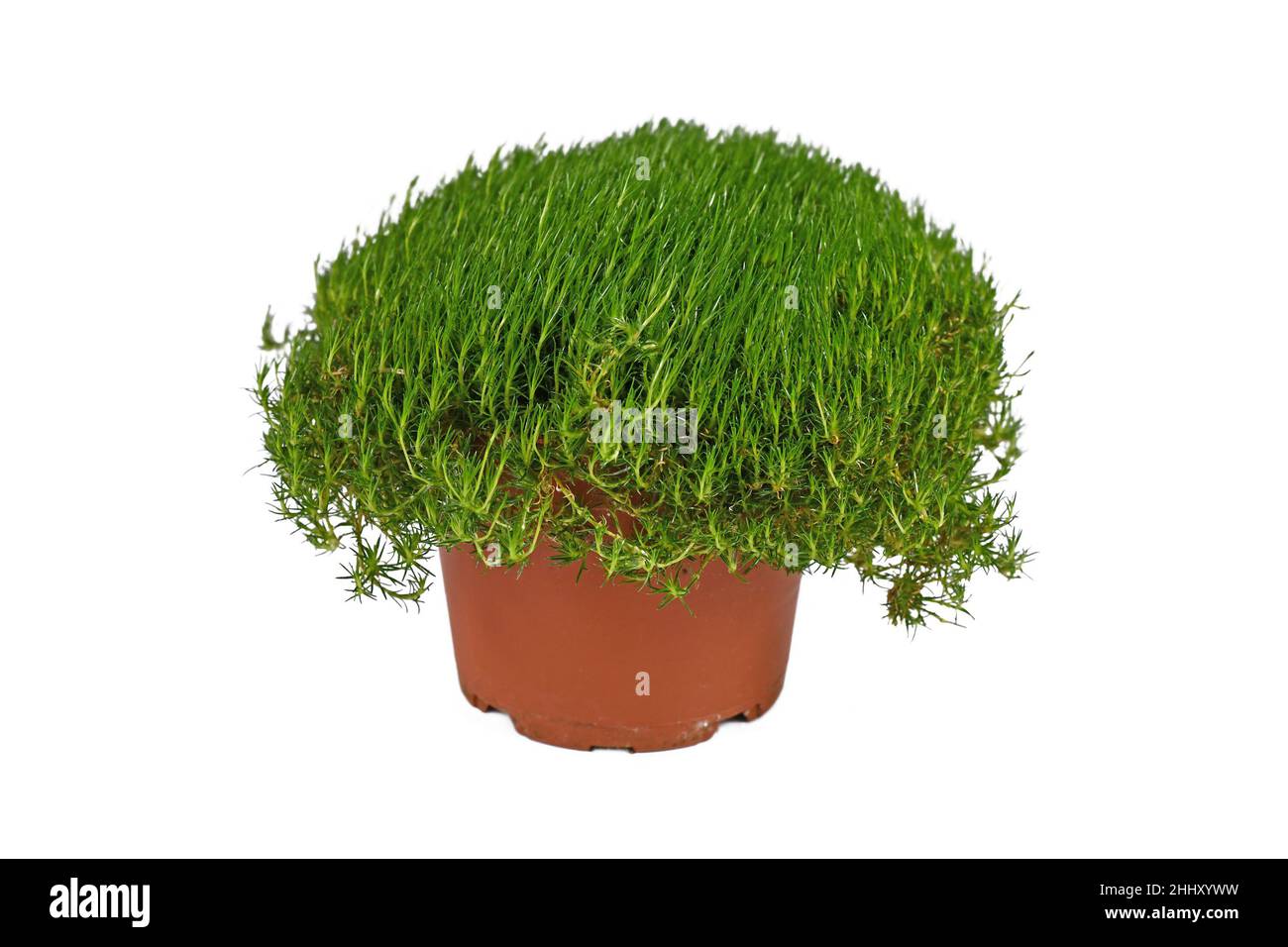 Potted 'Sagina Subulata' heath pearlwort plant on white background Stock Photo