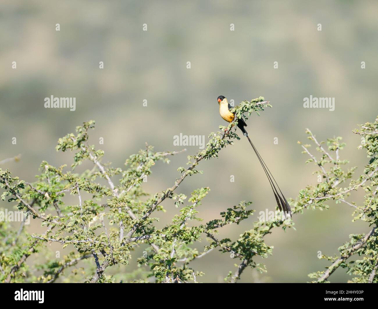 Shaft-tailed whydah small bird with long tail perched in acacia bush in Namibia. Stock Photo