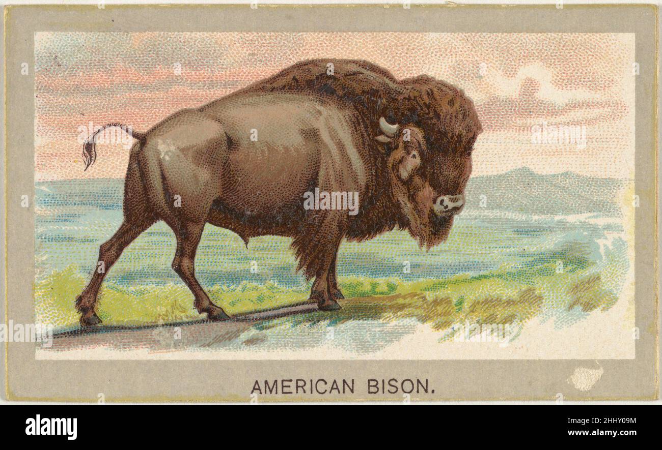 bison cigarettes Bison - Vintage Cigarette Card Stock Photo