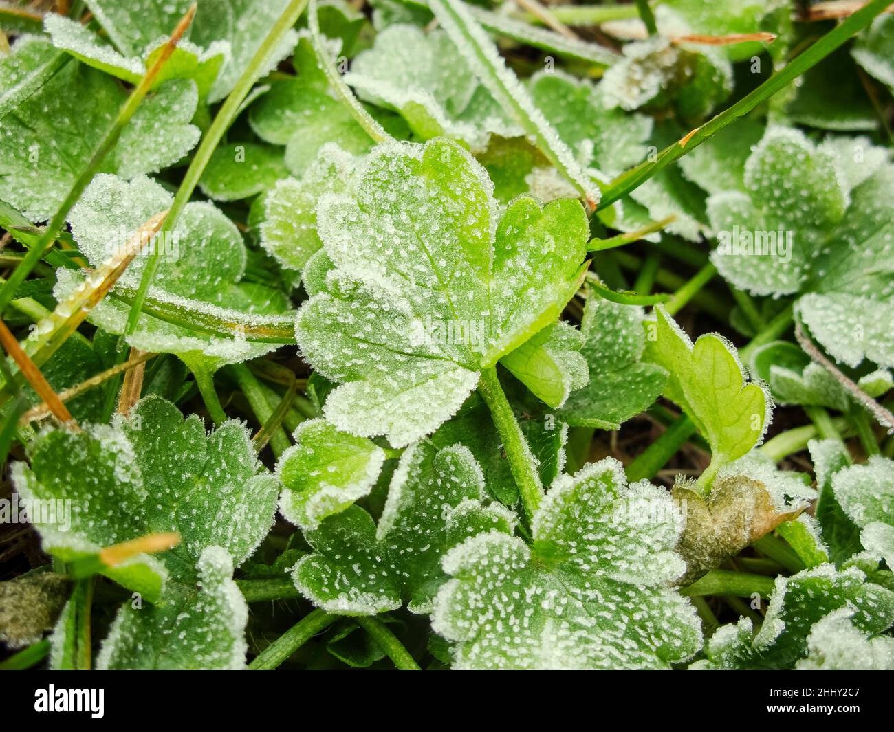 Frozen green leafs Stock Photo