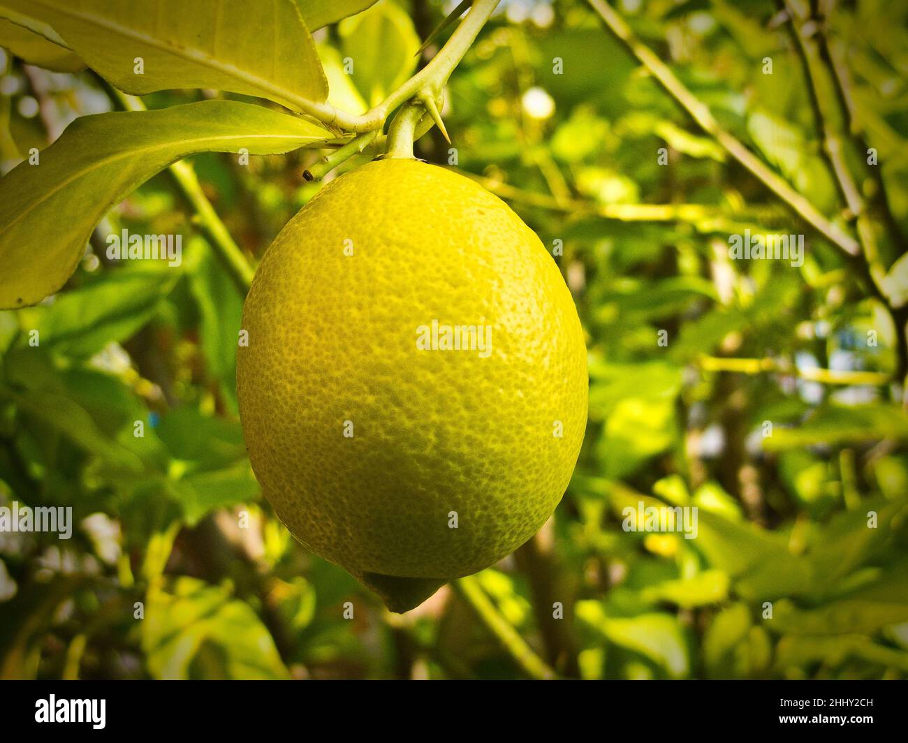 Lemon on tree Stock Photo