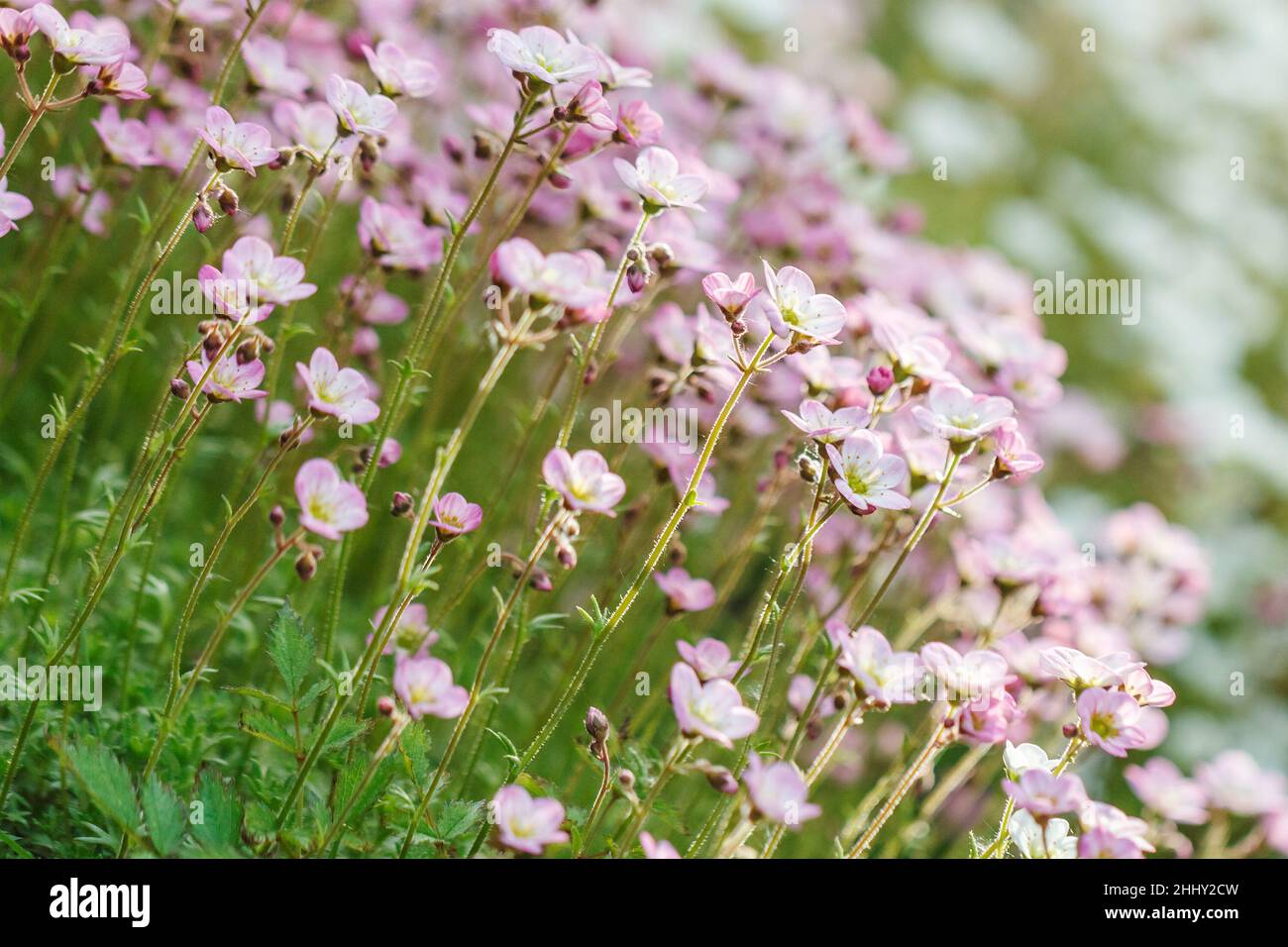 Saxifraga, the stone breaker flowers in the garden. Stock Photo