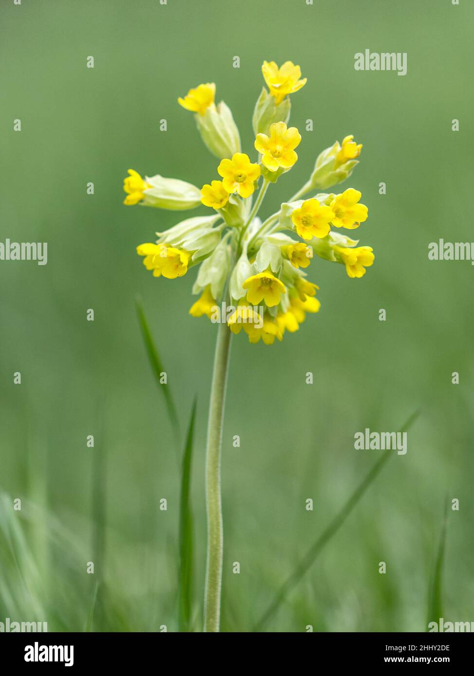 Primula elatior, flowering primrose on meadow. Stock Photo