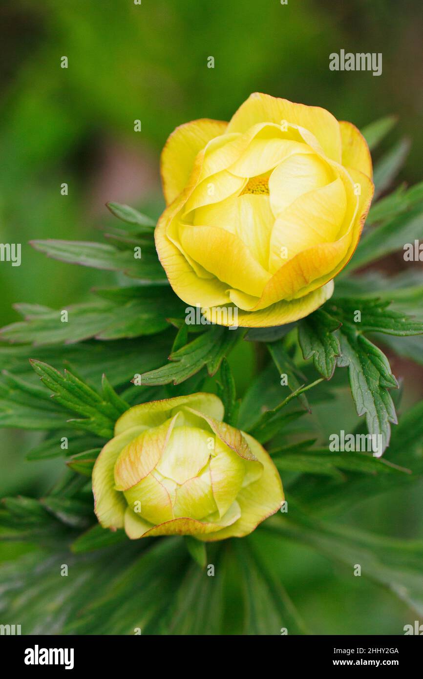 Trollius europaeus, globeflower on a green background. Stock Photo