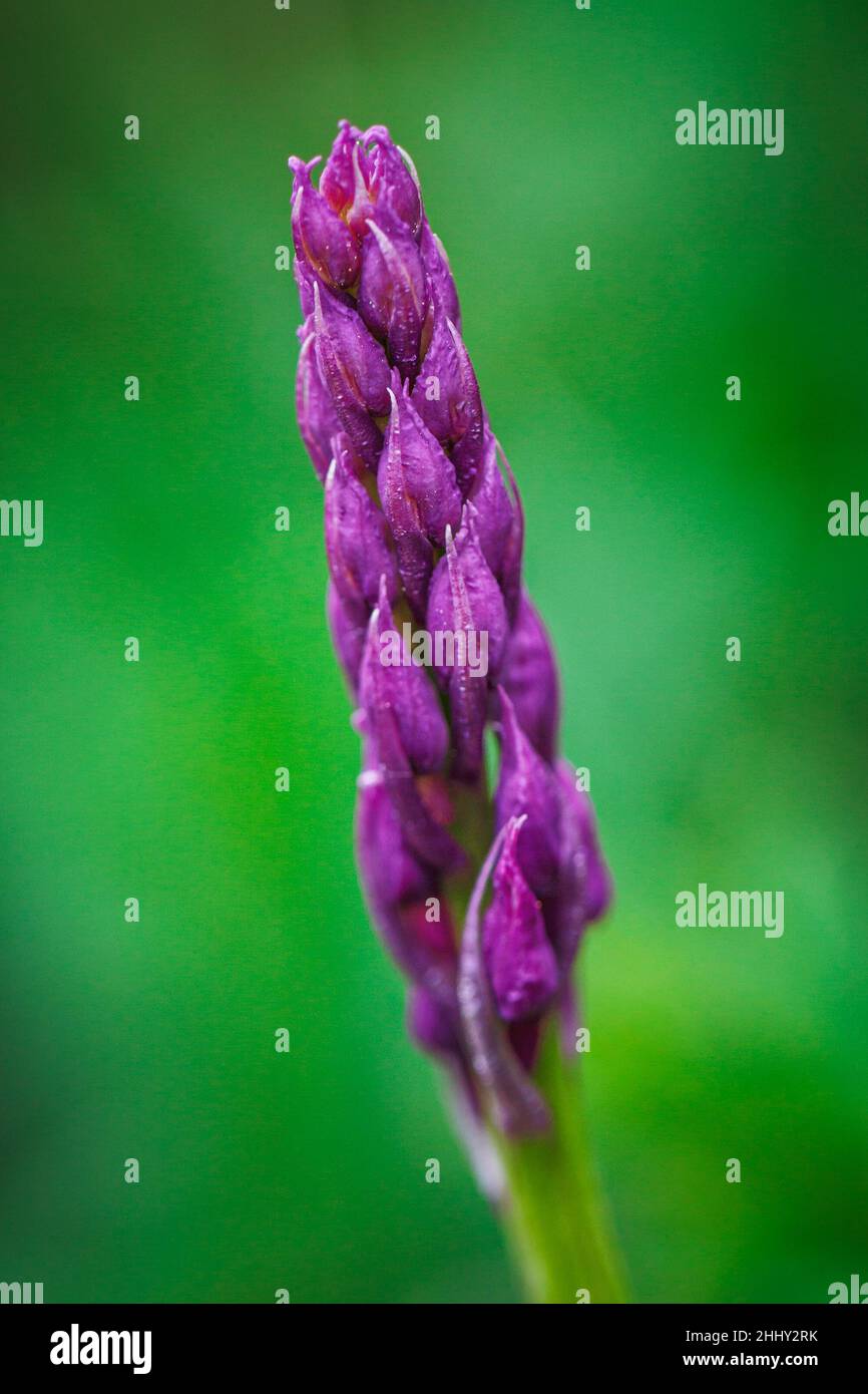 Orchis mascula, the early-purple orchid, a species of flowering plant. Flower in macro view on a blurred background. Stock Photo