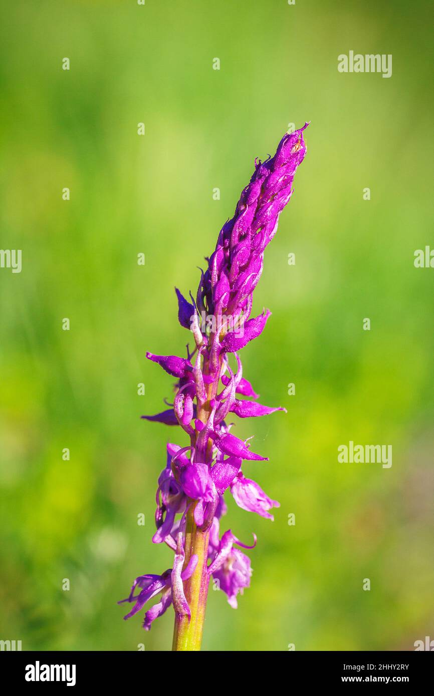 Orchis mascula, the early-purple orchid, a species of flowering plant. Flower in macro view on a blurred background. Stock Photo