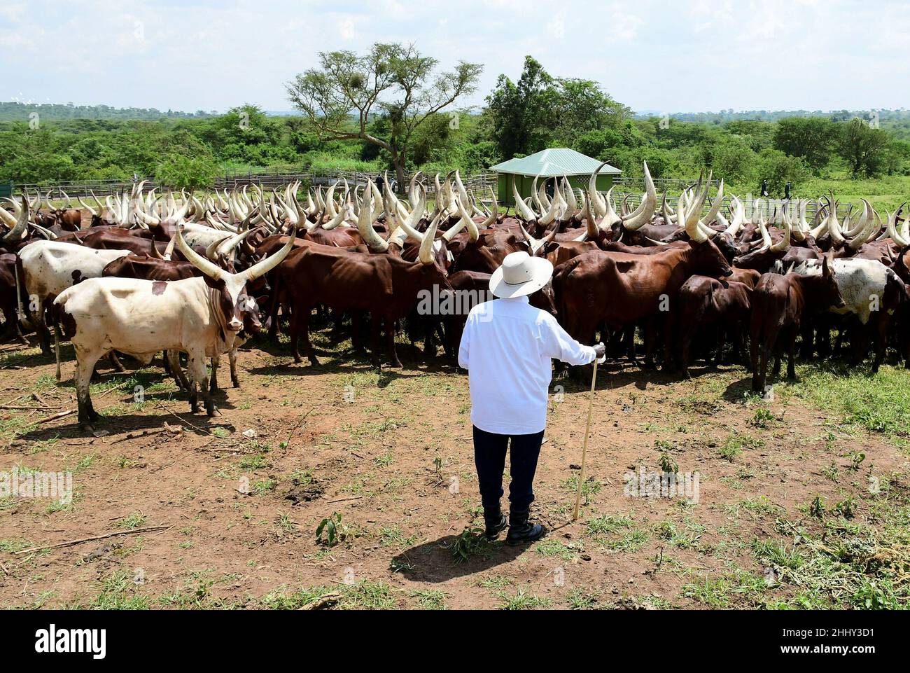 Uganda's President Yoweri Museveni looks at his herd of Acholi cattle at his farm in Kisozi settlement of Gomba district, in the Central Region of Uganda, January 16, 2022. Picture taken January 16, 2022. REUTERS/Abubaker Lubowa Stock Photo