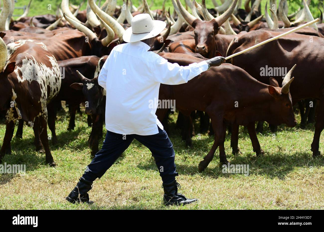 Uganda's President Yoweri Museveni pushes his herd of Acholi cattle at his farm in Kisozi settlement of Gomba district, in the Central Region of Uganda, January 16, 2022. Picture taken January 16, 2022. REUTERS/Abubaker Lubowa Stock Photo