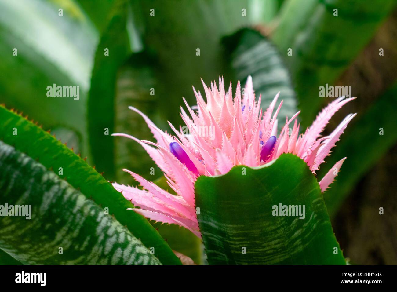 Aechmea fasciata, flowering plant in the bromeliad family in close-up view. Stock Photo