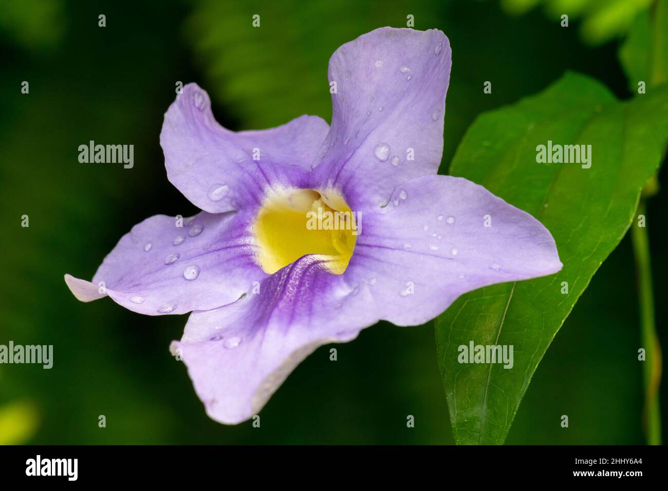 Thunbergia battiscombei flower in close-up view. Stock Photo