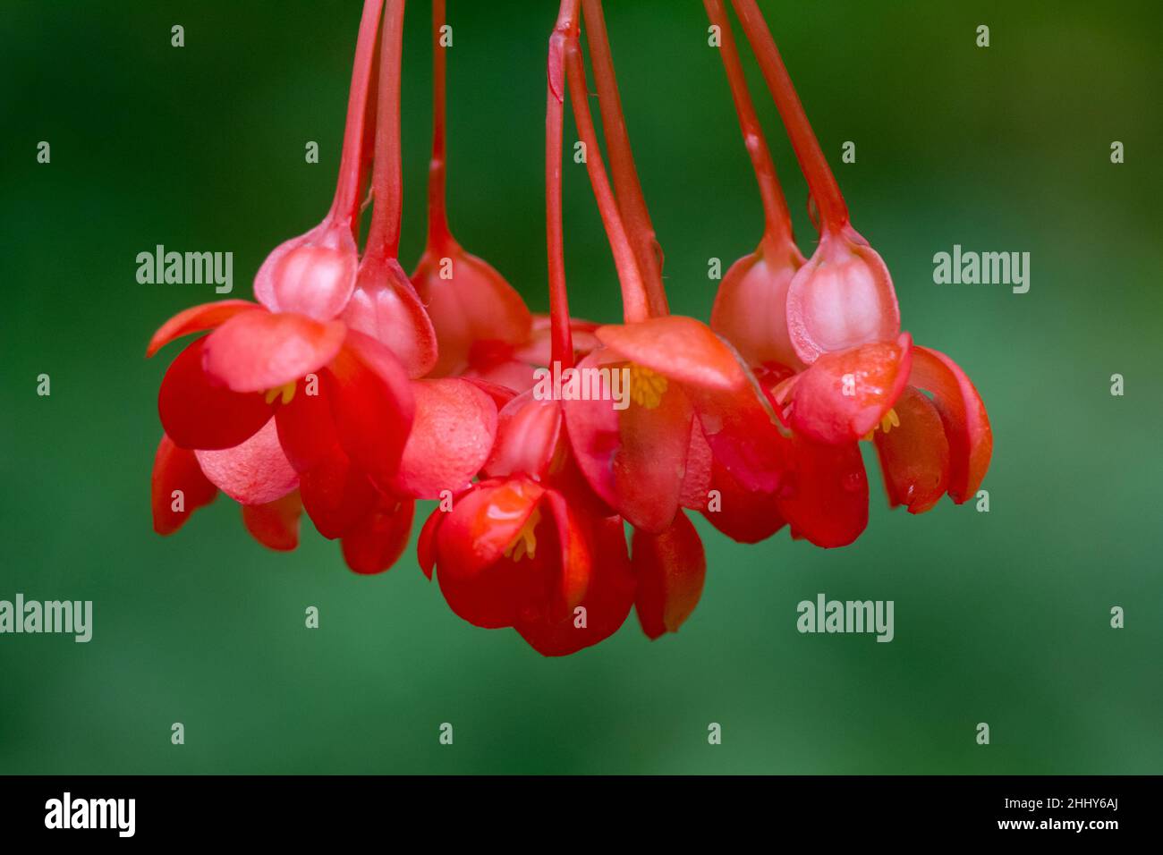 Euphorbia milii, the crown of thorns, flowering plant in close-up view