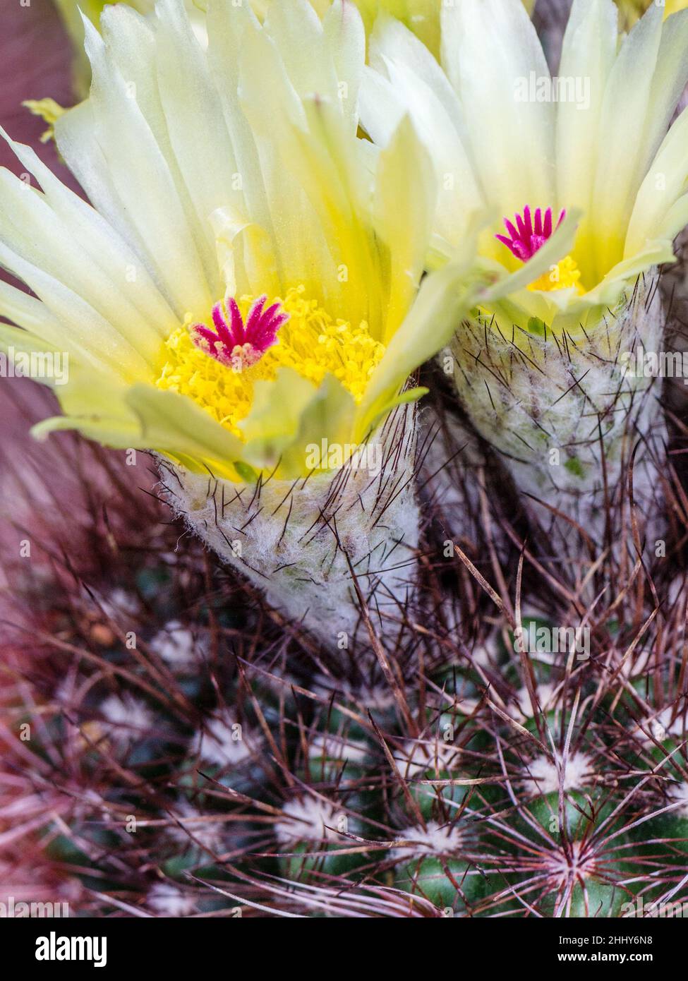 Blooming prickly cactus in close-up view. Stock Photo