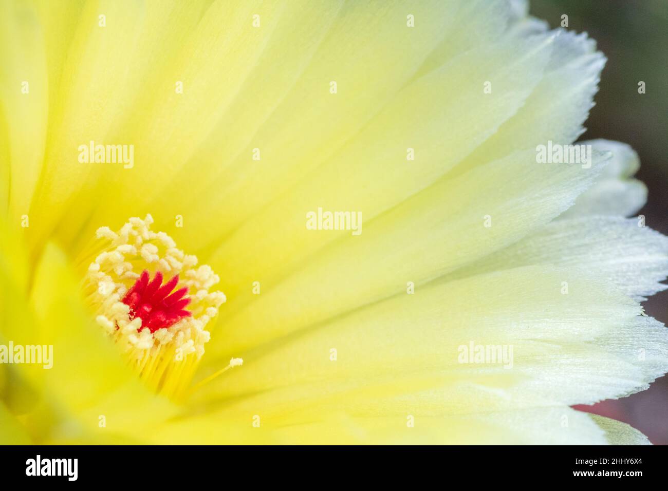 Flower of a blossoming cactus in close-up view. Stock Photo