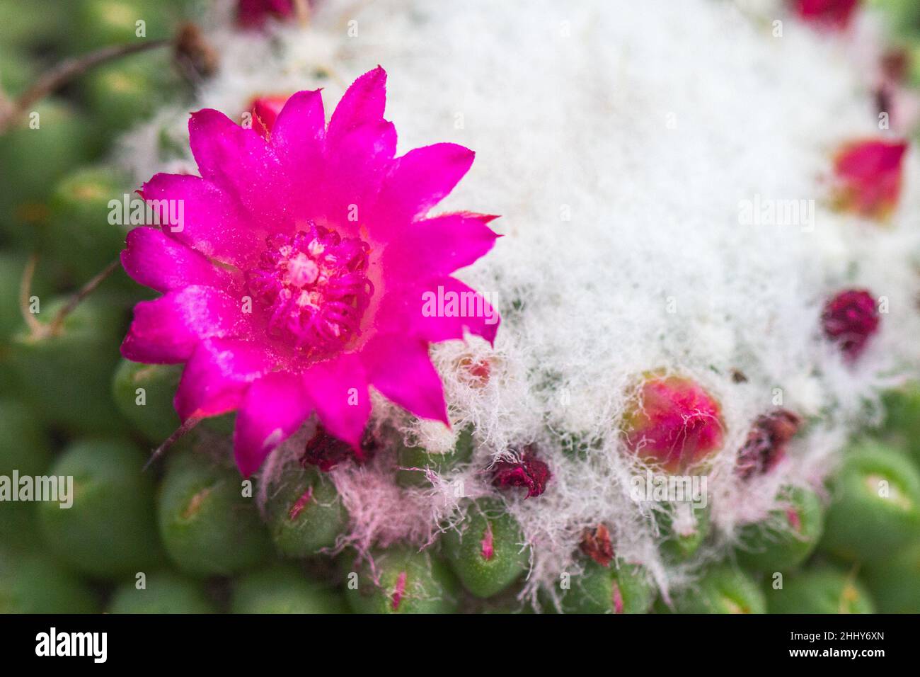 Blooming prickly cactus in close-up view. Stock Photo
