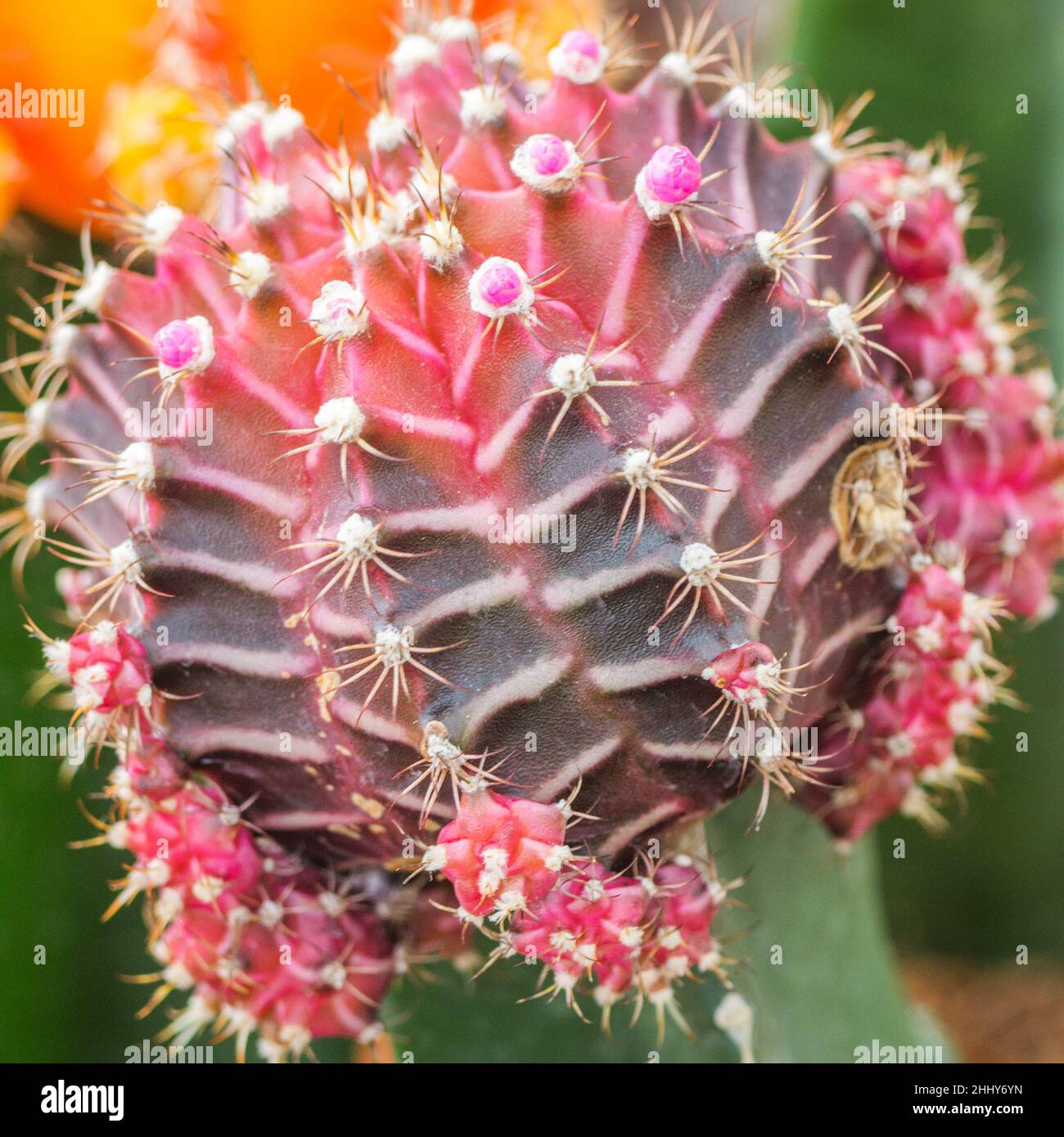 Flowery prickly cactus in close-up view. Stock Photo
