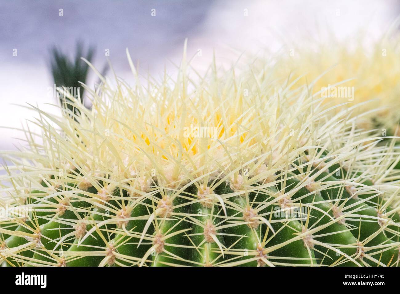 Flowery prickly cactus in close-up view. Stock Photo