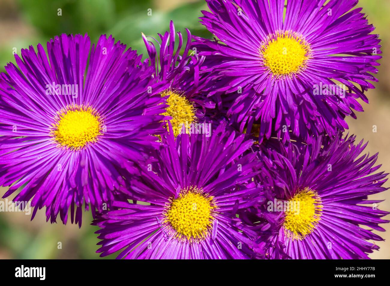 Perennial herbaceous plants hi-res stock photography and images - Alamy