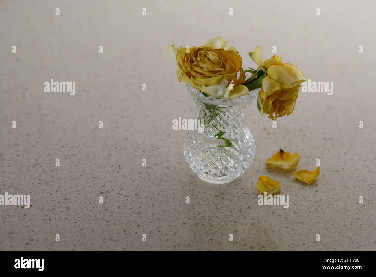 Dying yellow roses in a small glass vase with dead leaves on the beige