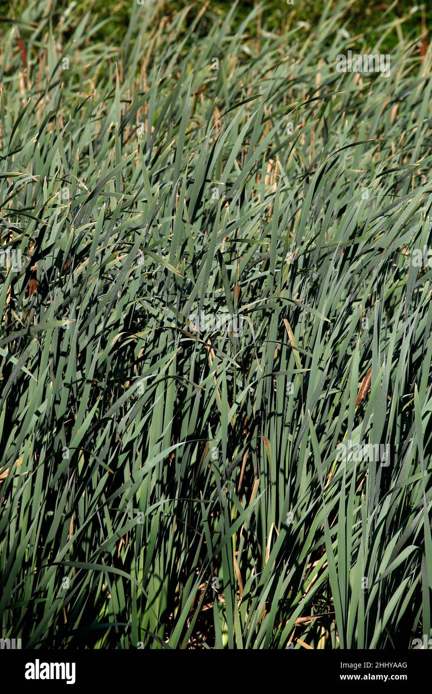 Reed grass, Germany, Europe Stock Photo