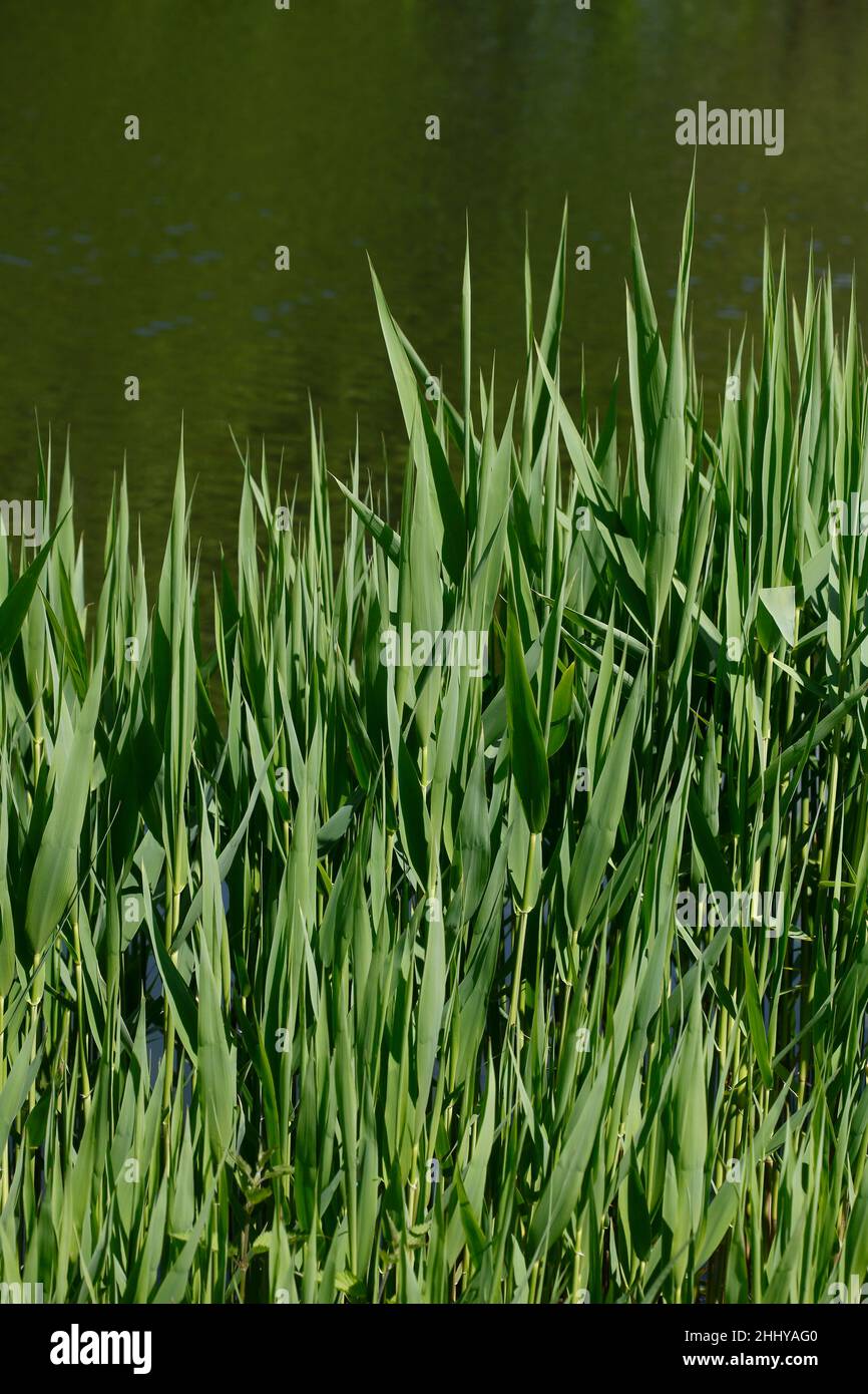 Reeds, grasses on a lake shore Stock Photo
