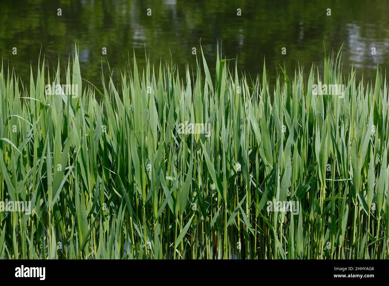 Reeds, grasses on a lake shore Stock Photo