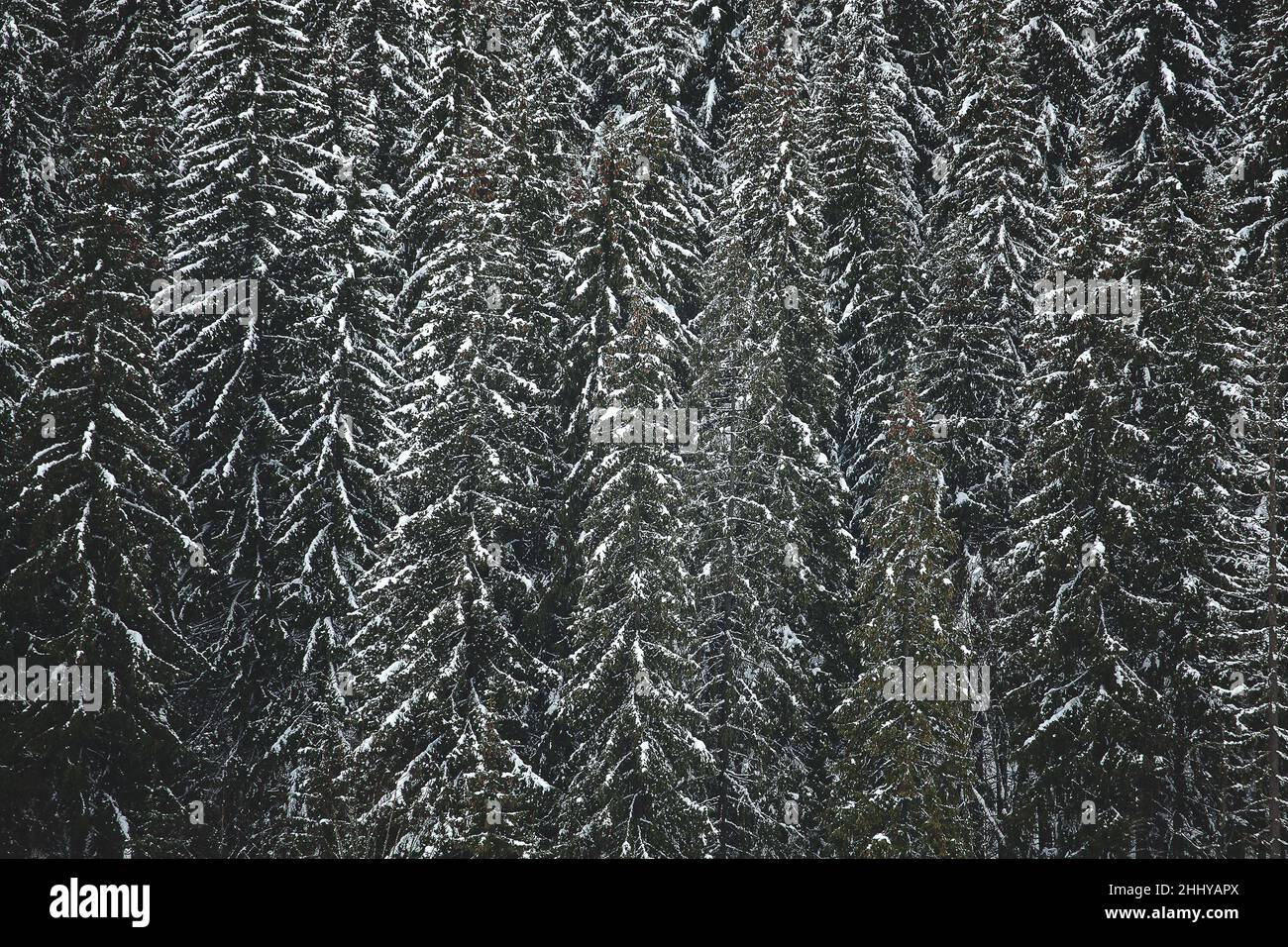 Pine trees covered with snow on the mountain slopes. Conifers in winter ...
