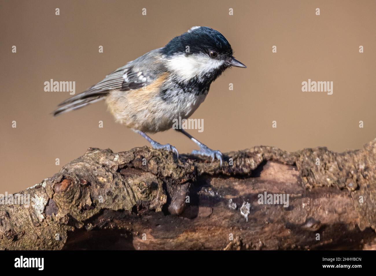 A coal tit perched on a branch of a tree outside in winter time looking for food Stock Photo
