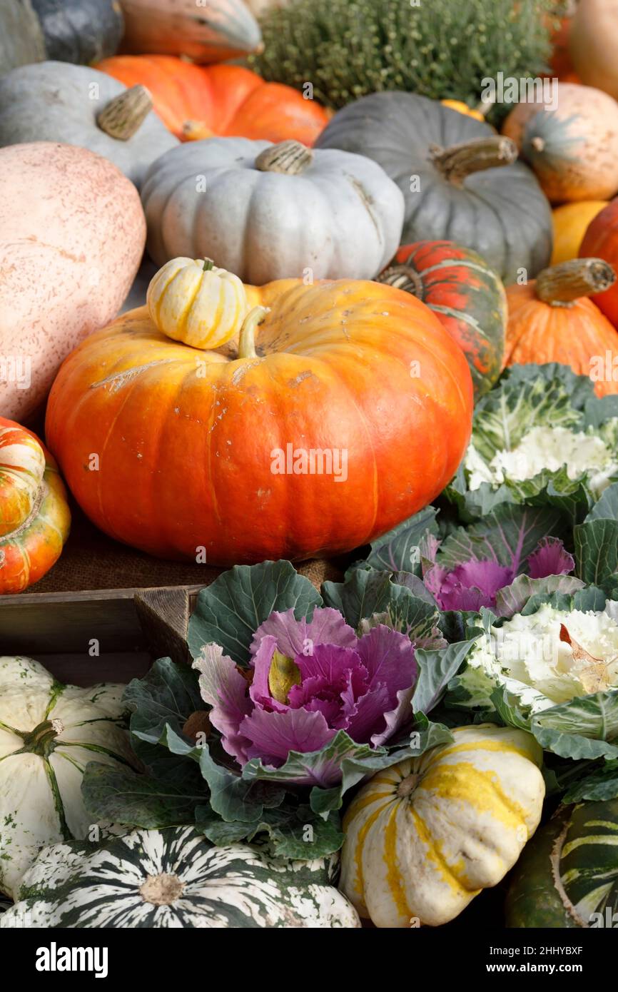 Cucurbita maxima. Colourful squash and pumpkins display at RHS Wisley. Stock Photo