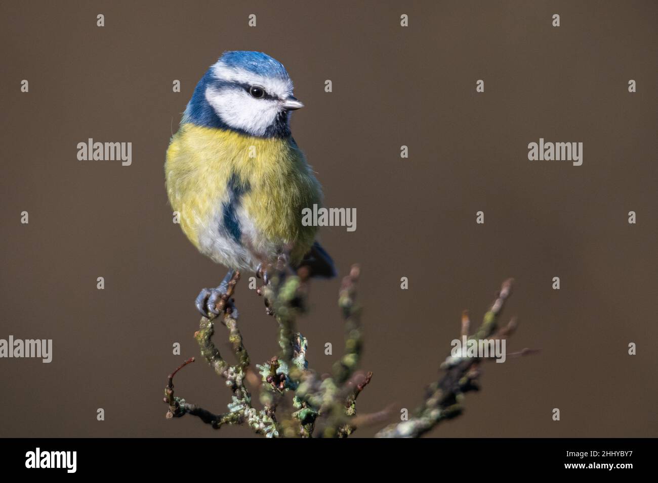 Blue tit sitting on a wooden twig with a plain brownish background Stock Photo