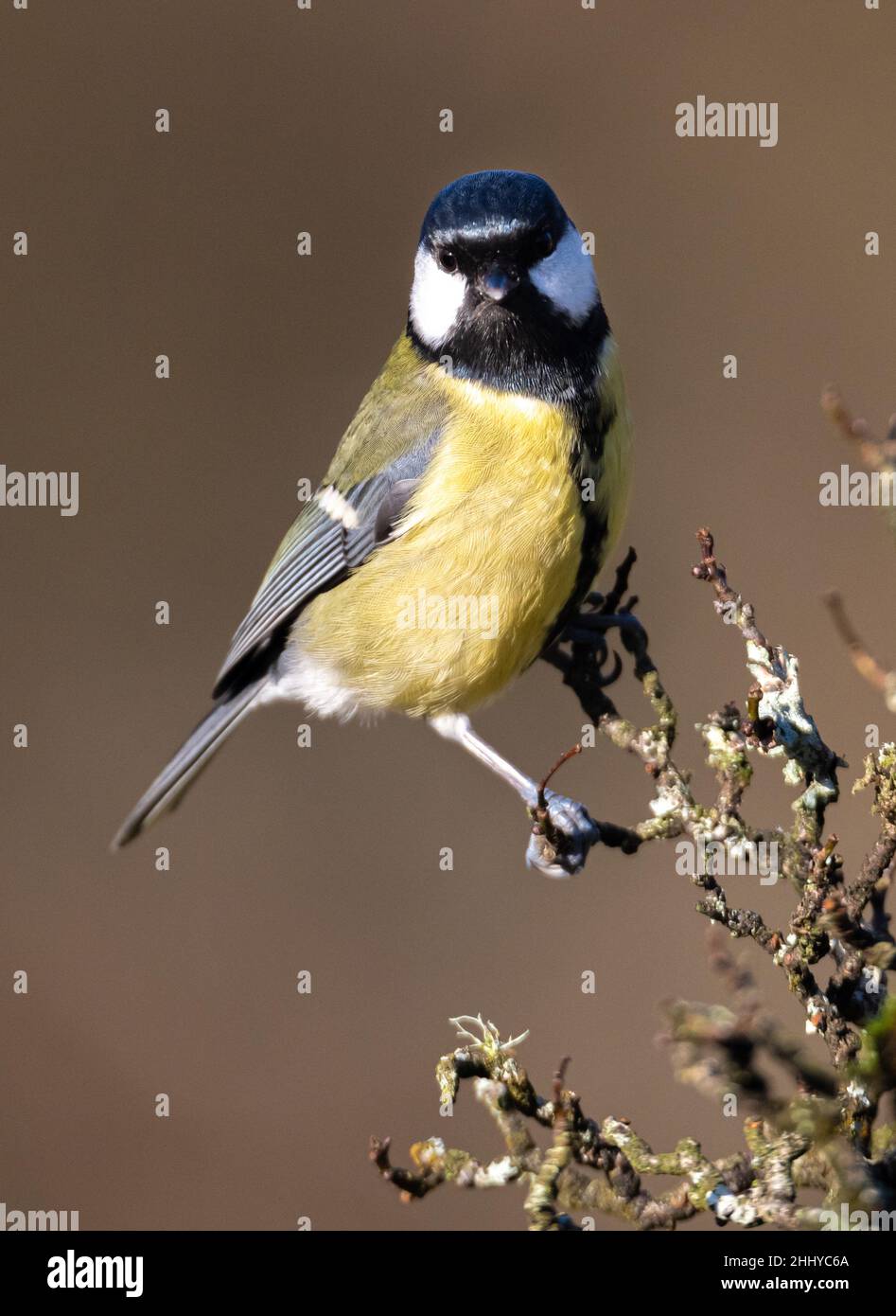 A great tit perched on a wooden twig on a plain background Stock Photo
