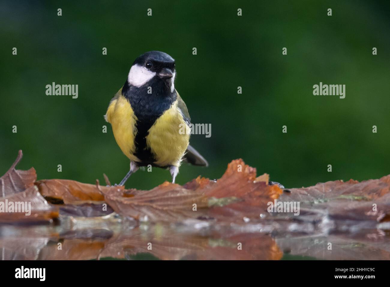 A great tit perched on dead oak leaves by the side of a pond Stock Photo