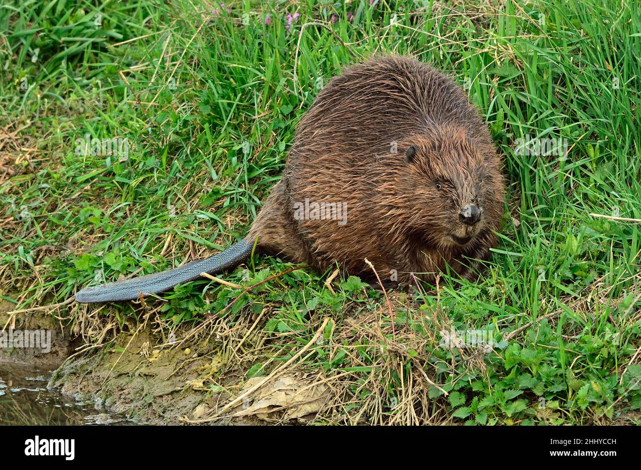 Eurasian beaver at dusk. Looking for food in tall grass. On the riverside. Front view, closeup. Genus Castor fiber. Rver Vah, Trencin Slovakia. Stock Photo