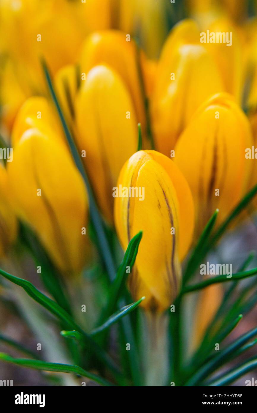 Group of yellow crocus flowering plants (Crocus flavus Stock Photo Alamy